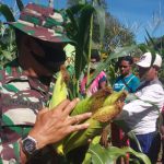 Program Ketahanan Pangan, Satgas Yonif 611/Awl Panen Raya Perdana Bersama Warga Papua