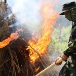 Dimusnahkan, Dua Hektare Lahan Berisi 15 Ton Tanaman Ganja di Aceh Dibakar