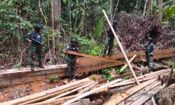 Sudin Minta KLHK Tindak Tegas Aktivitas Ilegal Hutan Indonesia