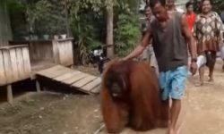 Penjelasan BKSDA Kaltim Soal Orangutan Nyasar di Muara Komam Terlihat Jinak