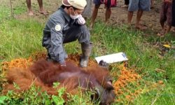 UPDATE : Orangutan yang Nyasar ke Permukiman Desa di Paser Akhirnya Ditemukan