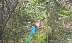 Pergi Berkebun, Warga Kukar Temukan Mayat Wanita Dalam Karung