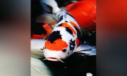 Bisnis Online Ikan Hias, Perhatikan Dokumen Karantina Sebelum Dikirim