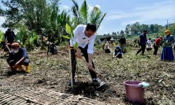 Antisipasi Perubahan Iklim, Presiden Jokowi Tanam Mangrove Bersama Masyarakat