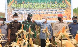 Produksi Jagung Kaltim Lima Ribu Ton per Bulan