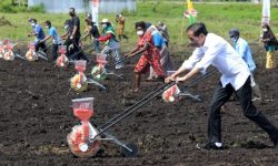 Presiden Jokowi: Tingkatkan Produktivitas Sektor Pertanian di Papua Barat