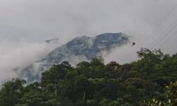 Perubahan Iklim Bahkan Membuat Hutan Menjadi Penghasil Karbon