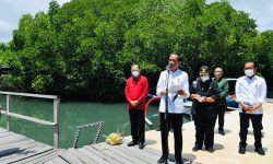 Presiden Ingin Model Rehabilitasi Mangrove di Bali Direplikasi di Provinsi Lain