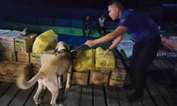 KPPBC Nunukan Saat Operasi Kerahkan Anjing Pelacak K9