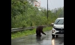 Orangutan di Kutai Timur Tersesat di Jalan Nyaris Tertabrak Mobil