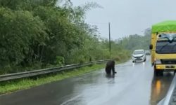 Respons BKSDA Soal Orangutan di Kutai Timur Nyaris Tertabrak Mobil
