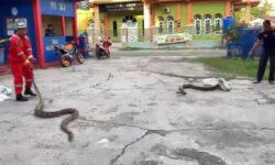 Bersarang di Kolong Rumah, Petugas Disdamkar Nunukan Tangkap Sepasang Ular Sawa Dewasa