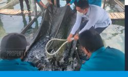 Wali Kota Serahkan Bantuan 2.000 Bibit Ikan Nila