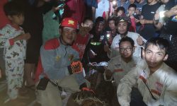 Warga Samarinda Tangkap Buaya 3,5 meter Terkepung di Parit