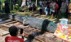 Cerita Polsek Bidukbiduk Soal Buaya 4,7 meter di Labuan Cermin