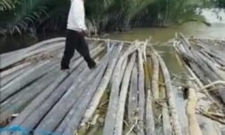 Nelayan Kesulitan Bangun Bagan Gegara Kayu Nibung Diselundupkan ke Malaysia