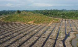 Polres Nunukan Temukan Sekitar 80 Hektar Hutan Mangrove Dibuka untuk Kebun Kelapa