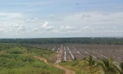 Buka Perkebunan Kelapa Pandan, Oknum Pengusaha Nunukan Diduga Babat Hutan Mangrove