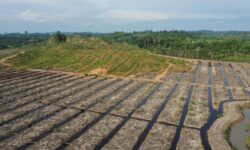 Gandeng Instansi Terkait, Polres Nunukan Cek Pembabatan Mangrove Binusan