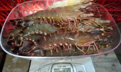 Bupati Harapkan Udang Berau Masuk Pasar Global