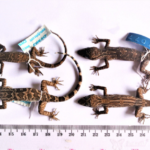 LIPI: Cecak Jarilengkung, Spesies Baru dari Borneo