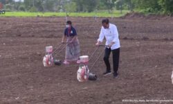 Presiden Dorong Upaya Peningkatan Produksi Jagung Nasional
