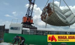Kapal Kargo KM Haru Angkut Ribuan Karung Rumput Laut Nunukan Menuju Sulsel
