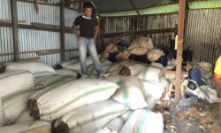 Kapal Pengangkut Terbatas, Ribuan Karung Rumput Laut Nunukan Menumpuk di Gudang