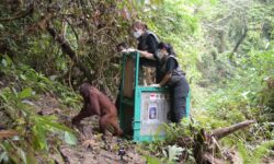 Selesai Direhabilitasi, 4 Individu Orangutan Dilepasliarkan di Hutan Kalteng