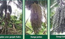 Aren Genjah Tanaman Asli Kutai Timur