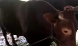 Presiden Jokowi Kurban Sapi Limosin 1 Ton di Tarakan