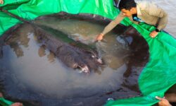 Ikan Air Tawar Terbesar di Dunia di Sungai Mekong