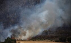 Kebakaran Hutan Rusak Hutan di Catalonia Imbas Gelombang Panas