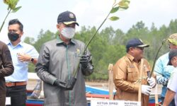 DPRD Apresiasi Lanal Sangatta Tanam 7.700 Mangrove di Pantai Kenyamukan