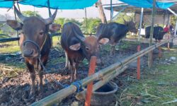 Iduladha di Samarinda Tolong Jangan Buang Limbah Hewan Kurban di Sungai