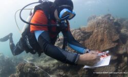 Rawan Rusak, WWF Mulai Rehabilitasi Terumbu Karang di Kepulauan Derawan