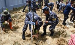 TNI AL Nunukan Tanam Mangrove di Pesisir Pantai Demi Penyelamatan Lingkungan