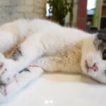Dipecat karena Kucing, Guru di China Menangkan Gugatan Rp89 Juta
