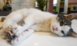 Dipecat karena Kucing, Guru di China Menangkan Gugatan Rp89 Juta