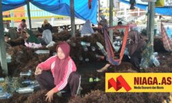 Harga Rumput Laut Kering Anjlok dari Rp42 Ribu jadi Rp18 Ribu per Kilogram