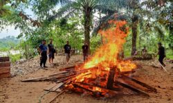 Polsek Lumbis Bubarkan dan Bakar Arena Judi Sabung Ayam