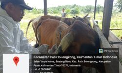Tim Gugus Penanganan PMK Vaksin 950 Ekor Ternak di Paser dan PPU