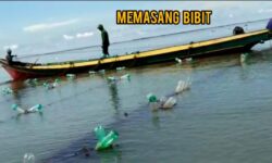 Tutup Alur Pelayaran, DKP Kaltara: Petani Rumput Laut Nunukan Ditindak