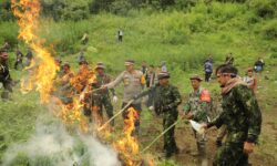 BNN Musnahkan 4 Hektare Tanaman Ganja di Mandailing Natal