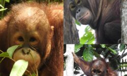 Dukung Konservasi, PHI Adopsi Tiga Individu Orangutan Kalimantan