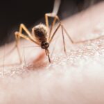 Hati-hati, Kasus Demam Berdarah Dengue Meningkat Termasuk Kalimantan Timur