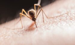 Hati-hati, Kasus Demam Berdarah Dengue Meningkat Termasuk Kalimantan Timur