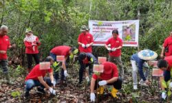 Lestarikan Taman Nasional Kutai, Telkomsel Tanam 20 Ribu Bibit Mangrove di Bontang