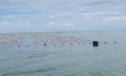 Aliansi Petani Rumput Laut Nunukan Tolak Kebijakan Gubernur Kaltara