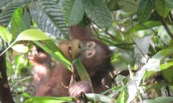 Selesai Jalani Proses Rehabilitasi Panjang, Tiga Orangutan Dilepasliarkan di Hutan Kalteng